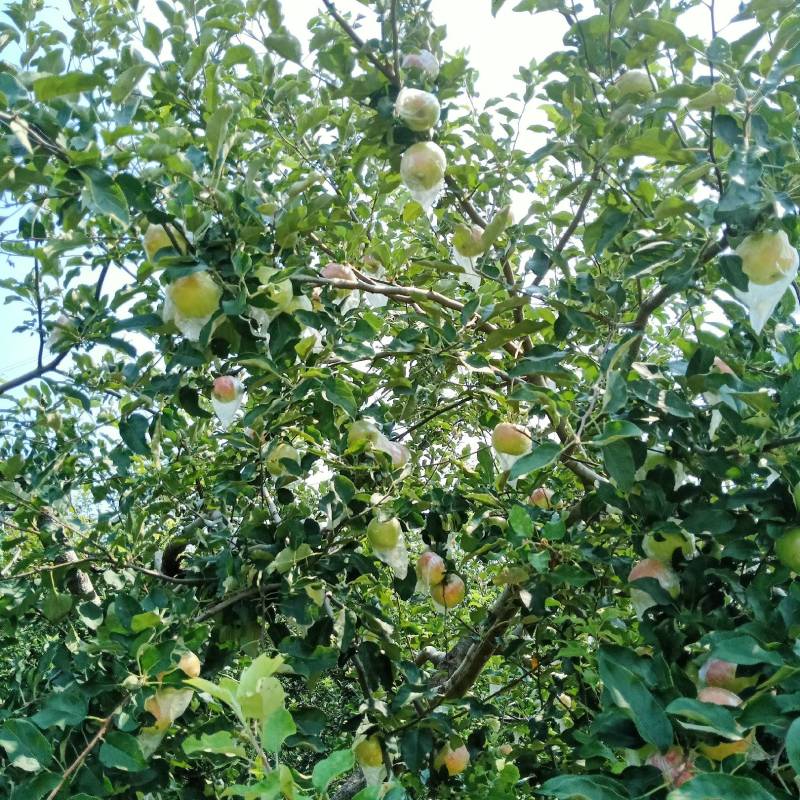 冠县水果大市场，红富士苹果，大量上市对接市场