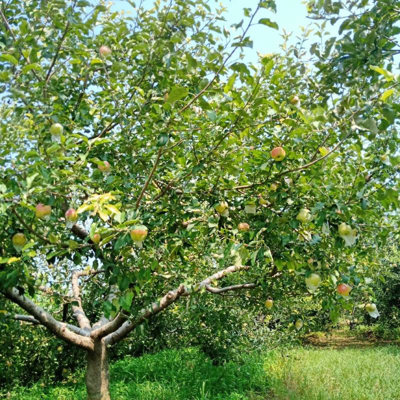 冠县水果大市场，红富士苹果，大量上市对接市场