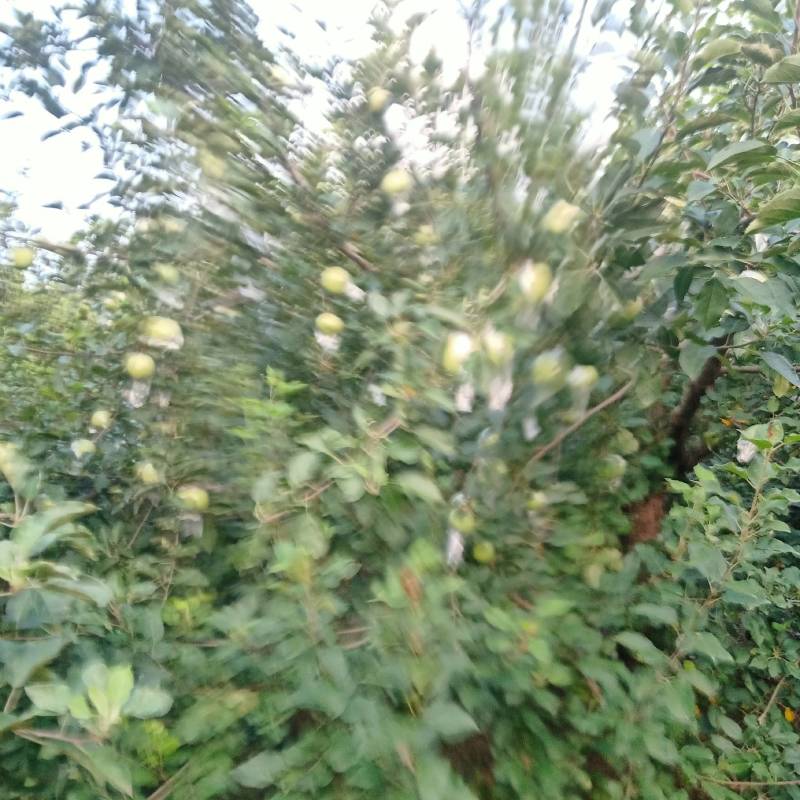 冠县水果大市场，红富士苹果，大量上市对接市场