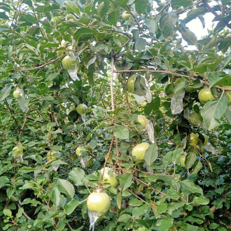 冠县水果大市场，红富士苹果，大量上市对接市场
