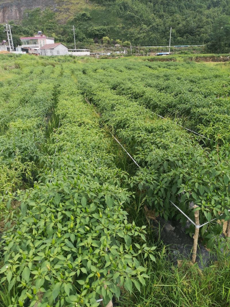 子弹头朝天椒