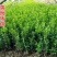 小叶黄杨苗瓜子黄杨树苗豆瓣黄杨苗床苗10-50公分河南货