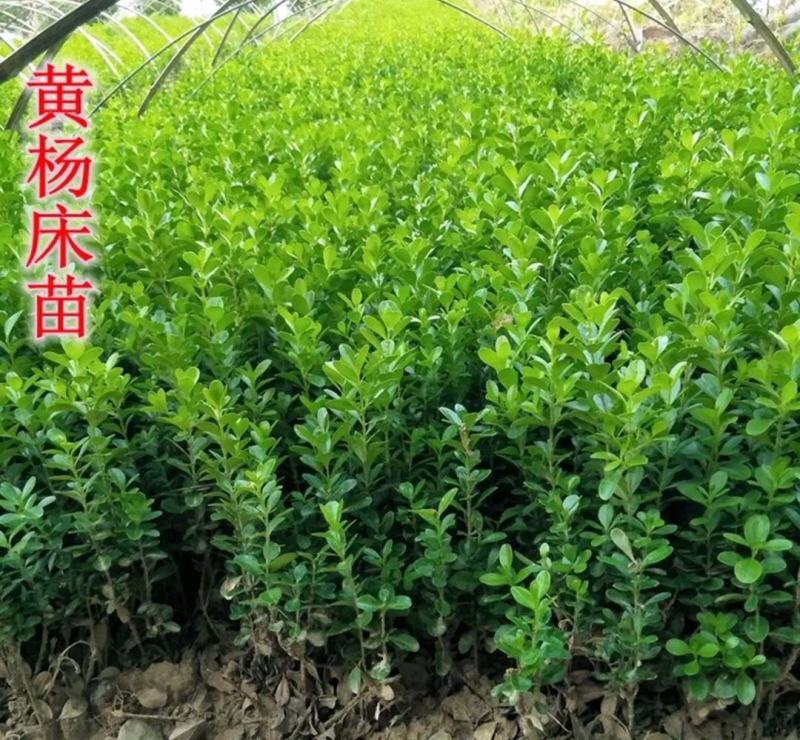 小叶黄杨苗瓜子黄杨树苗豆瓣黄杨苗床苗10-50公分河南货