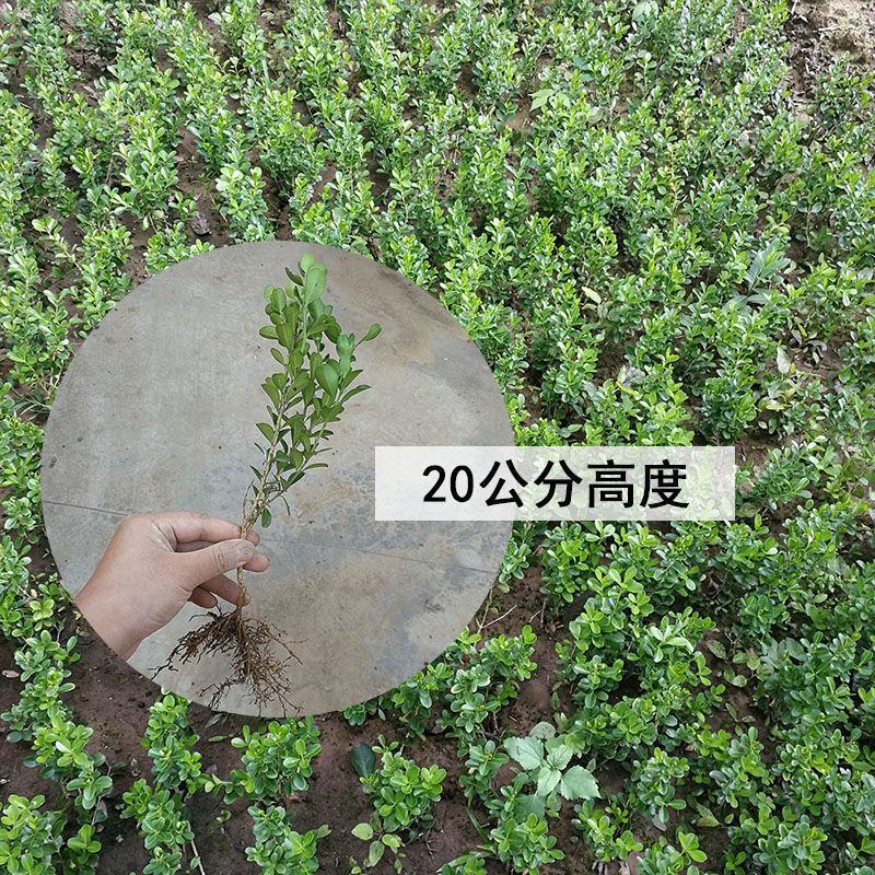 小叶黄杨苗瓜子黄杨树苗豆瓣黄杨苗床苗10-50公分河南货