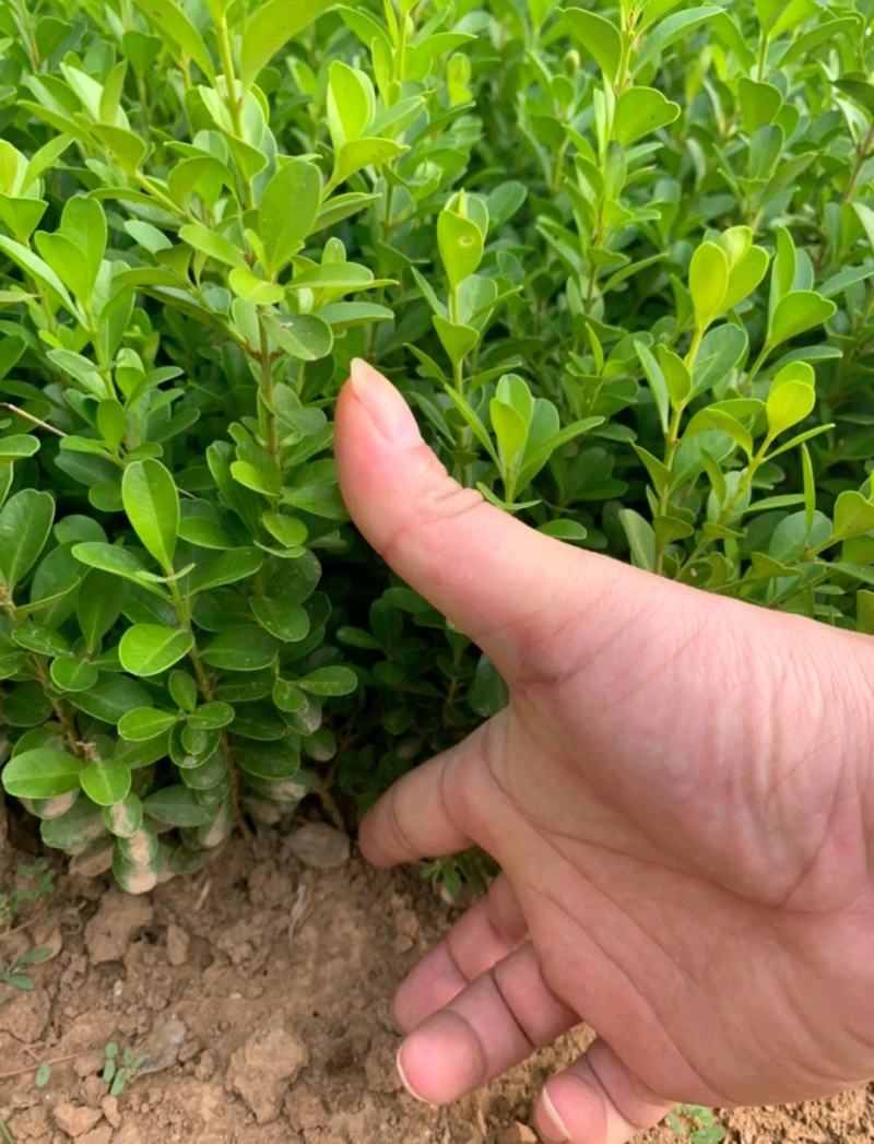 小叶黄杨苗瓜子黄杨树苗豆瓣黄杨苗床苗10-50公分河南货