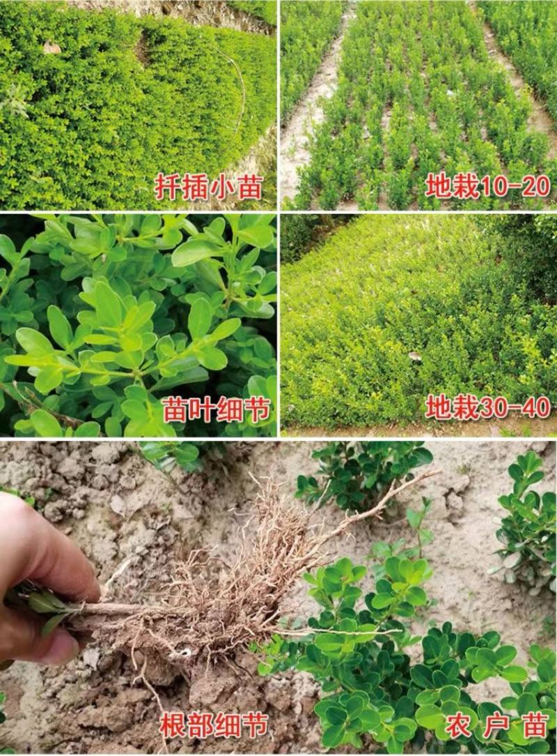 小叶黄杨苗瓜子黄杨树苗豆瓣黄杨苗床苗10-50公分河南货