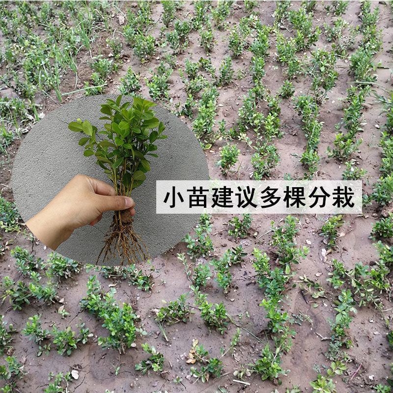 小叶黄杨苗瓜子黄杨树苗豆瓣黄杨苗床苗10-50公分河南货