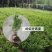 小叶黄杨苗瓜子黄杨树苗豆瓣黄杨苗床苗10-50公分河南货