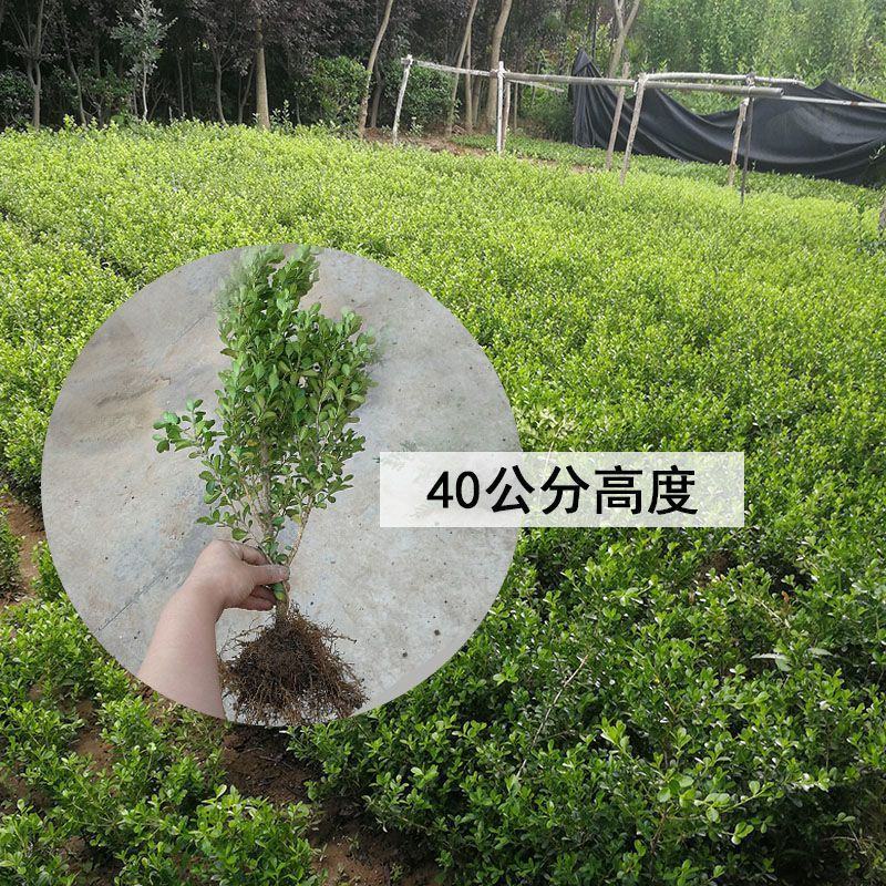 小叶黄杨苗瓜子黄杨树苗豆瓣黄杨苗床苗10-50公分河南货
