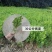 小叶黄杨苗瓜子黄杨树苗豆瓣黄杨苗床苗10-50公分河南货