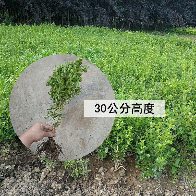 小叶黄杨苗瓜子黄杨树苗豆瓣黄杨苗床苗10-50公分河南货