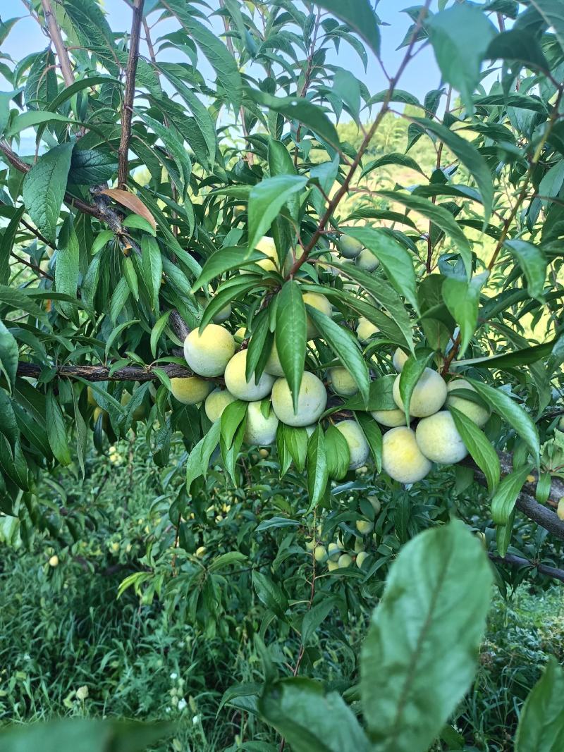 青脆李子