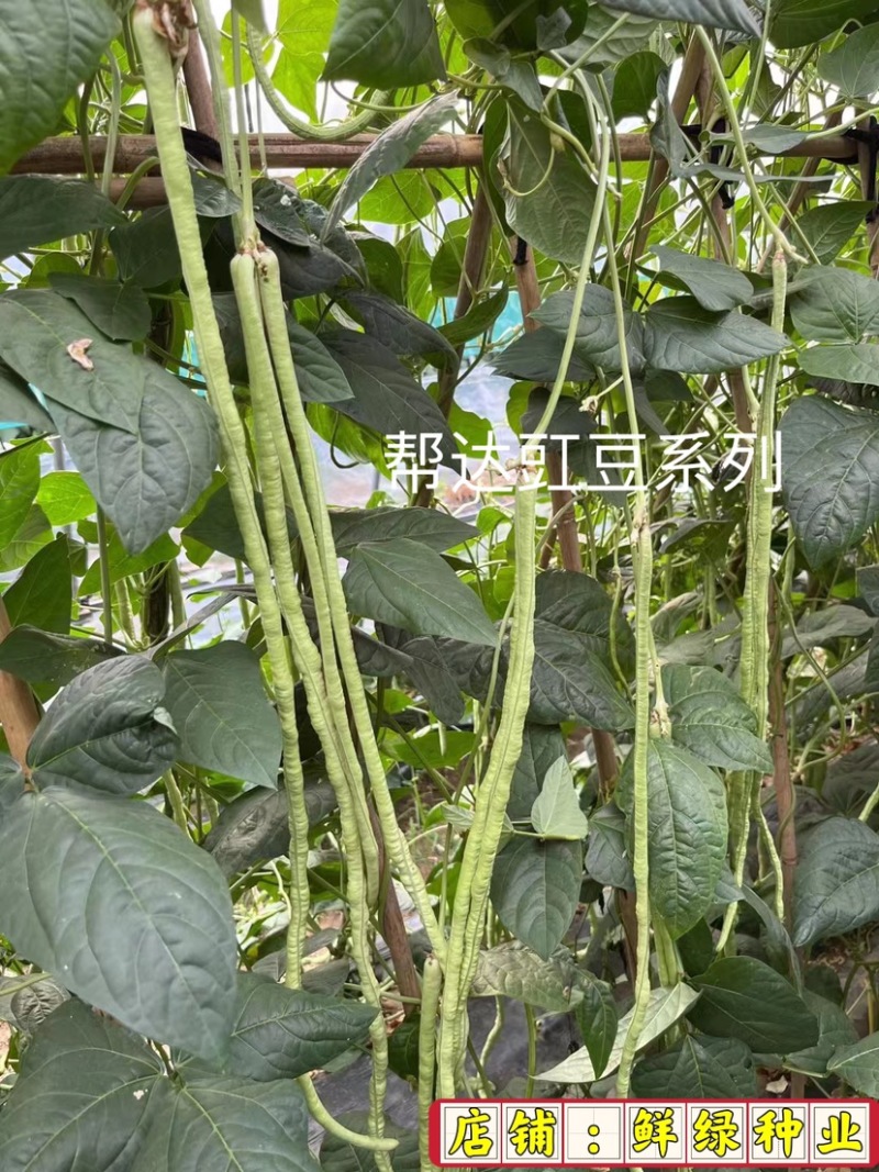 帮达早龙特早熟豇豆种子荚长75cm适宜保护地和露地栽培