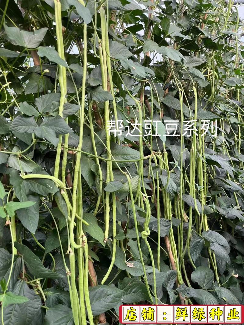 帮达早龙特早熟豇豆种子荚长75cm适宜保护地和露地栽培