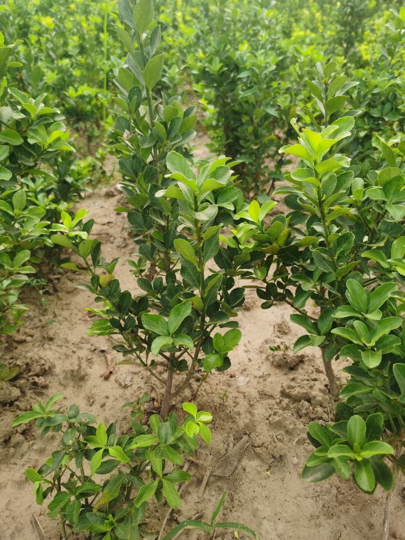 大叶黄杨苗，规格齐全大叶黄杨树苗，大叶黄杨床苗，河南货源
