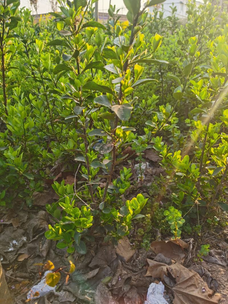 大叶黄杨苗，规格齐全大叶黄杨树苗，大叶黄杨床苗，河南货源