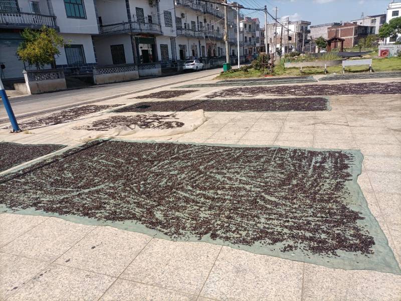 2025年余干大塘鄱阳湖特色本地生西瓜子