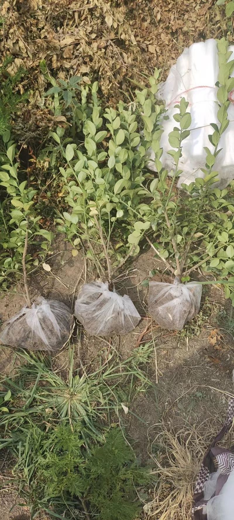 大量出售胶东卫矛