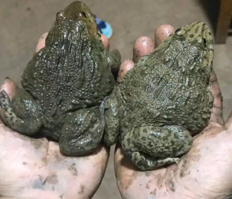 牛蛙大批量，需要的请联系，品质好，杠杠的