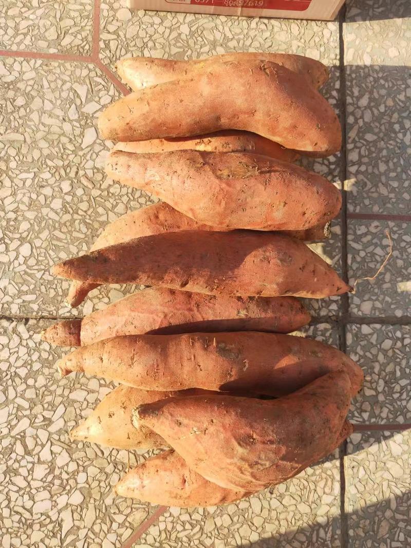 河北烟薯，精品红薯，产地批发，软糯香甜，对接电商社区