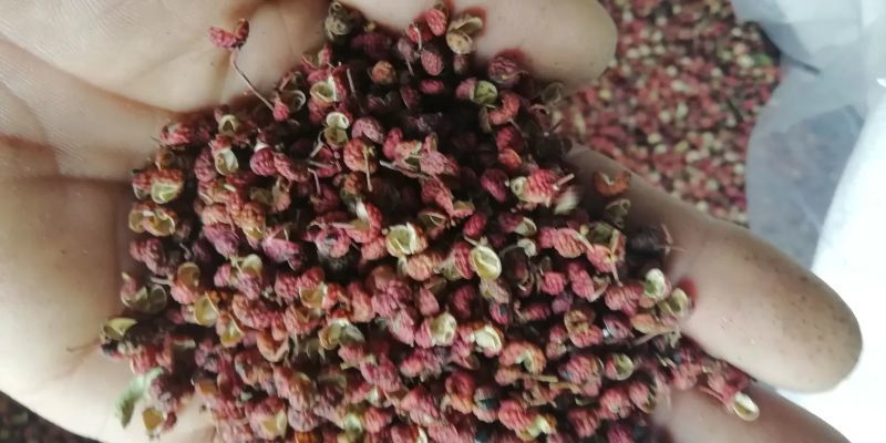 济南莱芜大红袍花椒，货量充足劲麻味正欢迎咨询