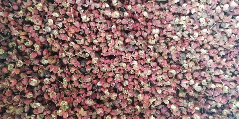 济南莱芜大红袍花椒，货量充足劲麻味正欢迎咨询