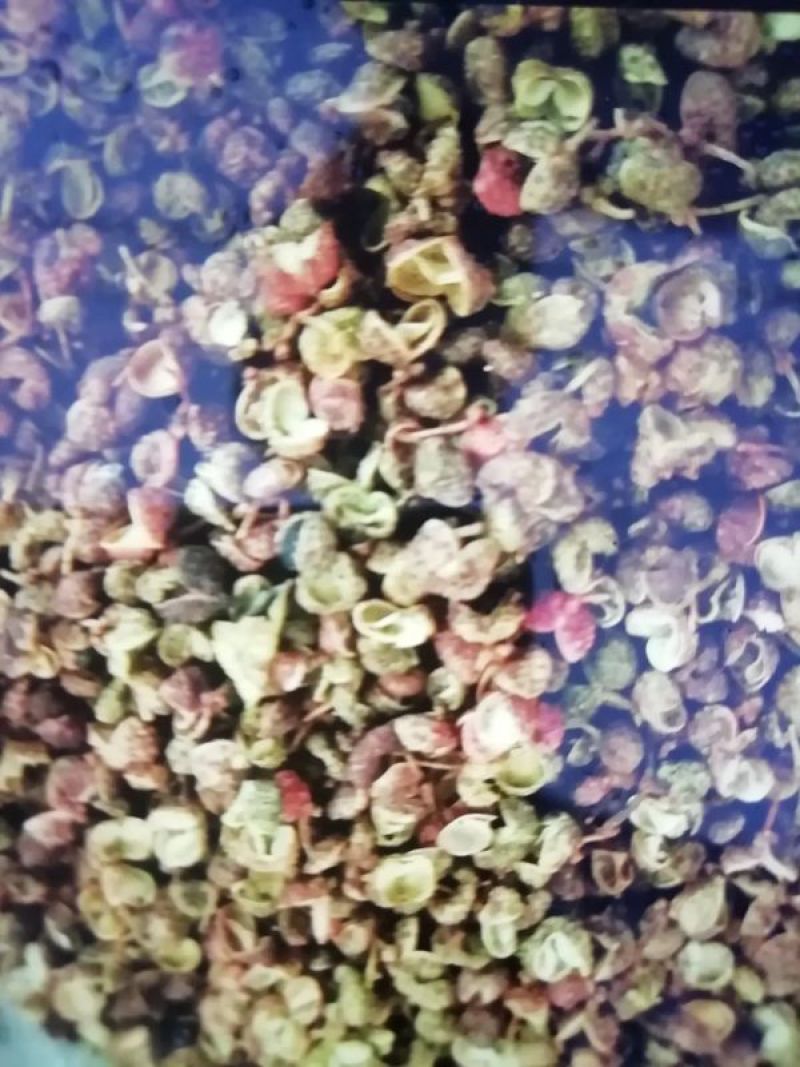 济南莱芜大红袍花椒，货量充足劲麻味正欢迎咨询
