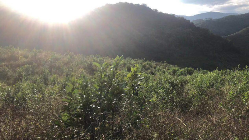 三年果园，西双版纳热带区位，无极端天气，距离市区近