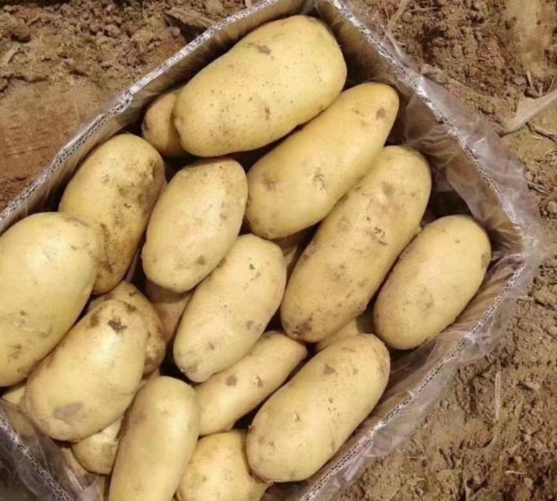 【推荐】山东土豆荷兰十五土豆产地一手货源保质保量