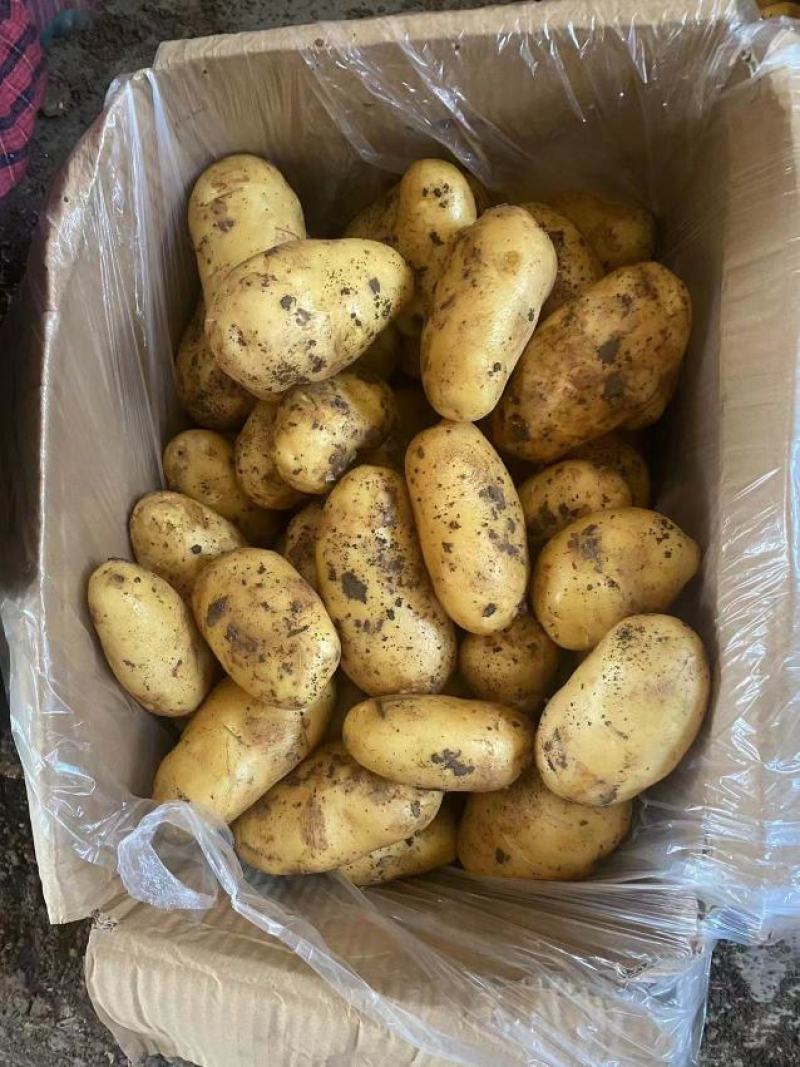 【推荐】山东土豆荷兰十五土豆产地一手货源保质保量