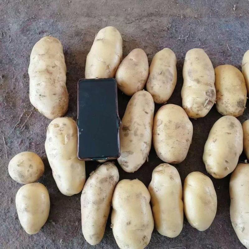 【推荐】山东土豆荷兰十五土豆产地一手货源保质保量