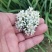 韭苔花