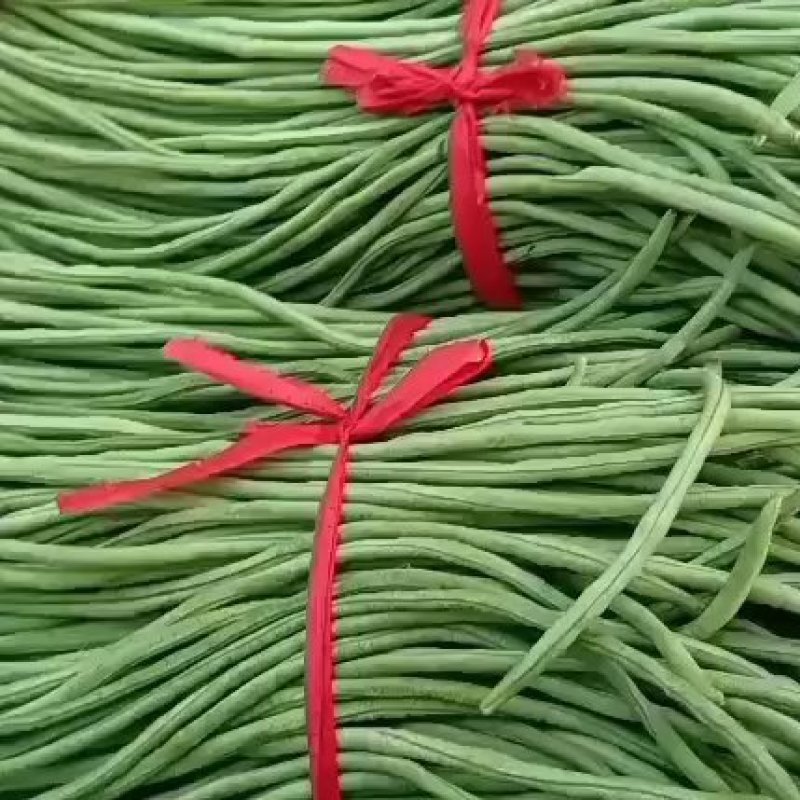 豆角新乐市豆角8月份大量上市需要的联系我欢迎你的到来