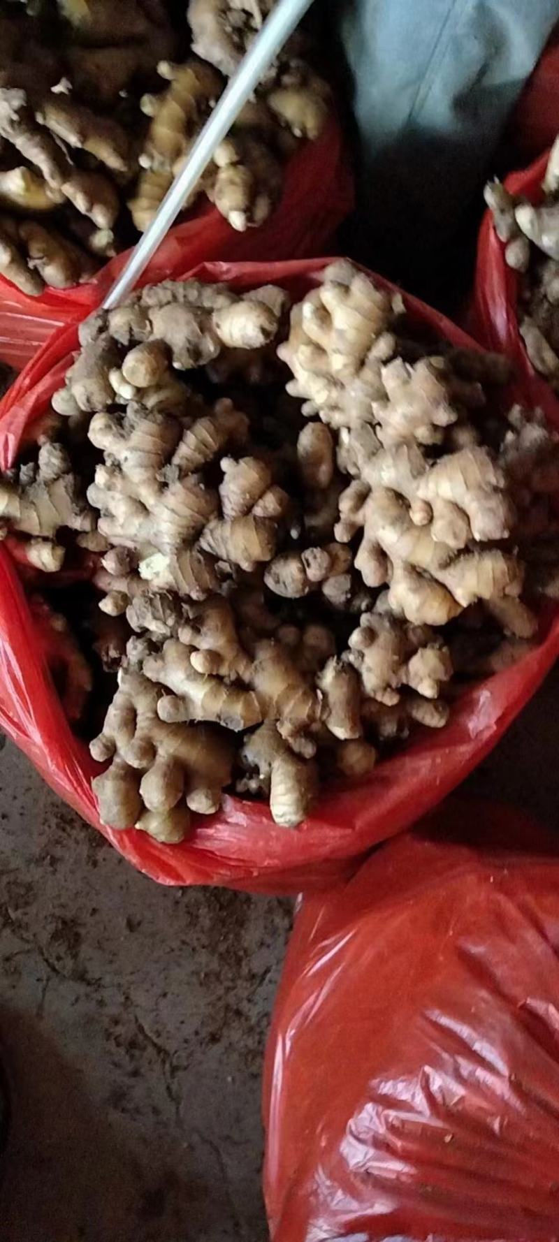 【生姜】山东小黄姜辣味浓厚保质保量全国发货