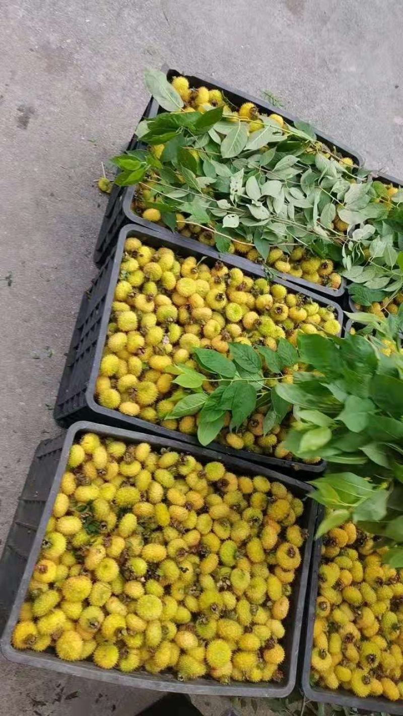 c精品刺梨，质量保证。