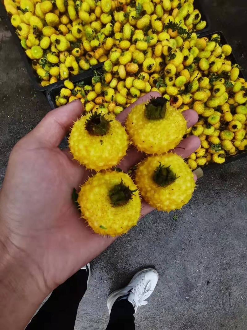 c精品刺梨，质量保证。