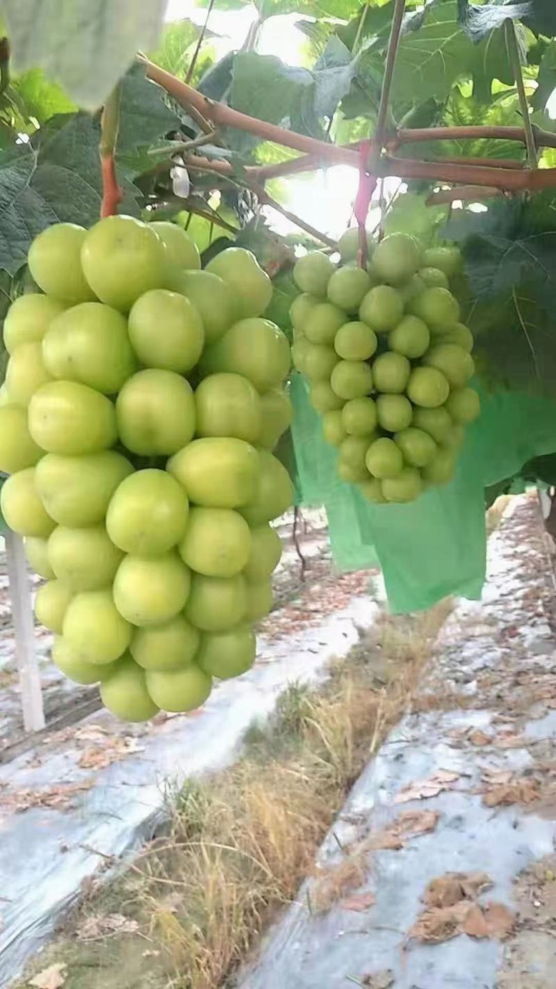 陕西大荔阳光玫瑰产地直销