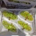 陕西大荔阳光玫瑰产地直销