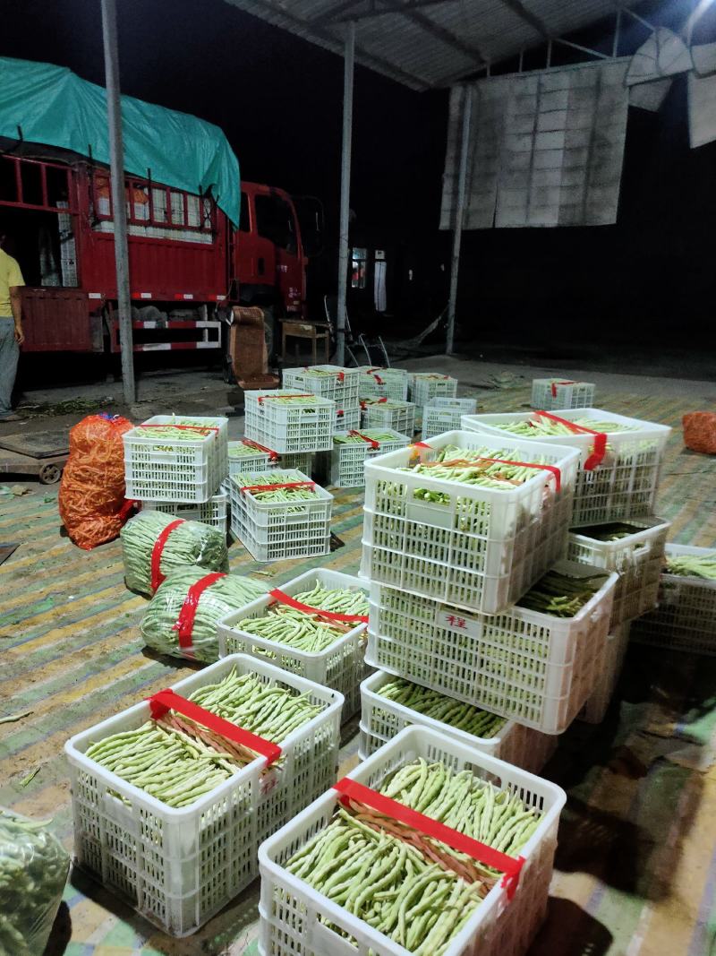 山西精品白芸豆角一手货源规格齐全大量有货