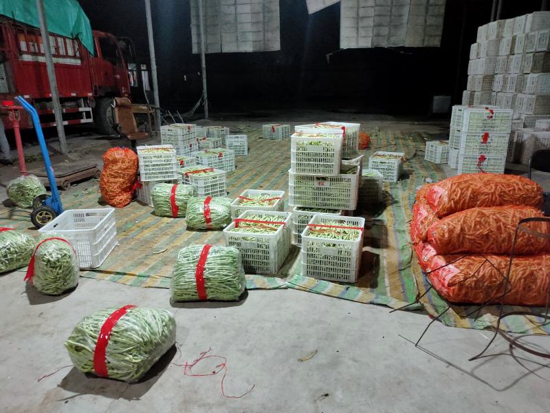 山西精品白芸豆角一手货源规格齐全大量有货
