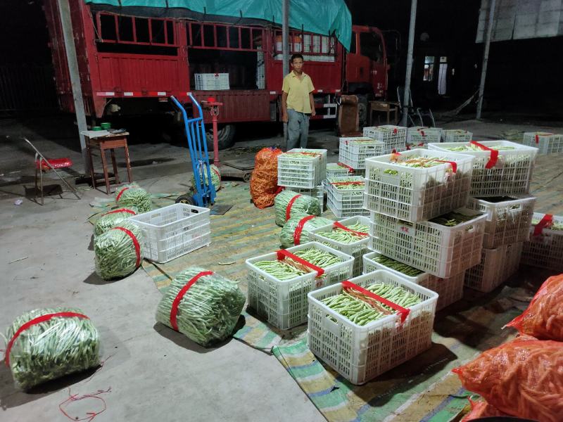 山西精品白芸豆角一手货源规格齐全大量有货