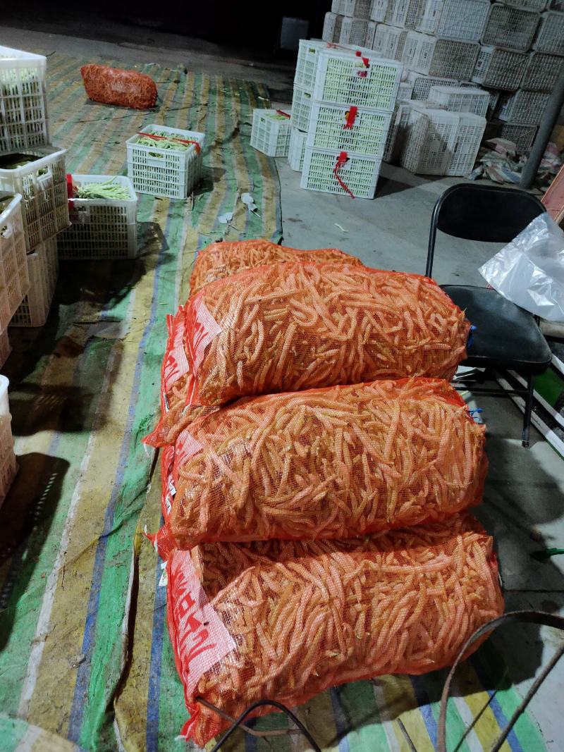山西精品白芸豆角一手货源规格齐全大量有货