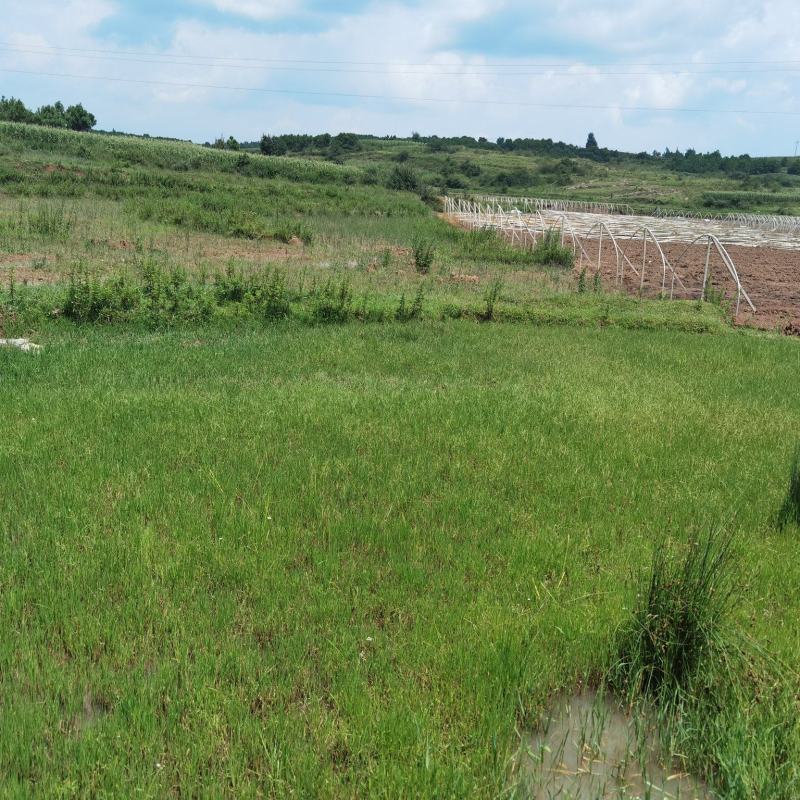 沾益区80亩水田出租，适合蔬菜种植，基础条件很好
