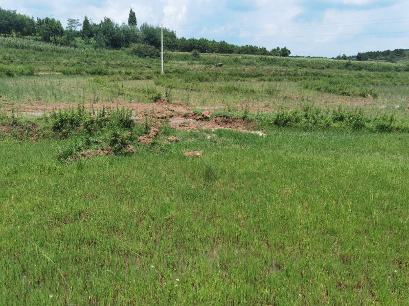 沾益区80亩水田出租，适合蔬菜种植，基础条件很好