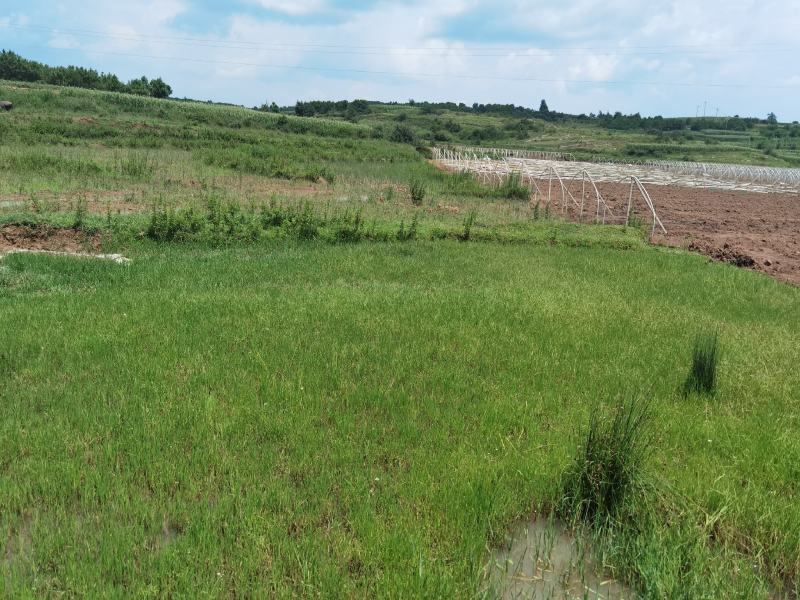 沾益区80亩水田出租，适合蔬菜种植，基础条件很好