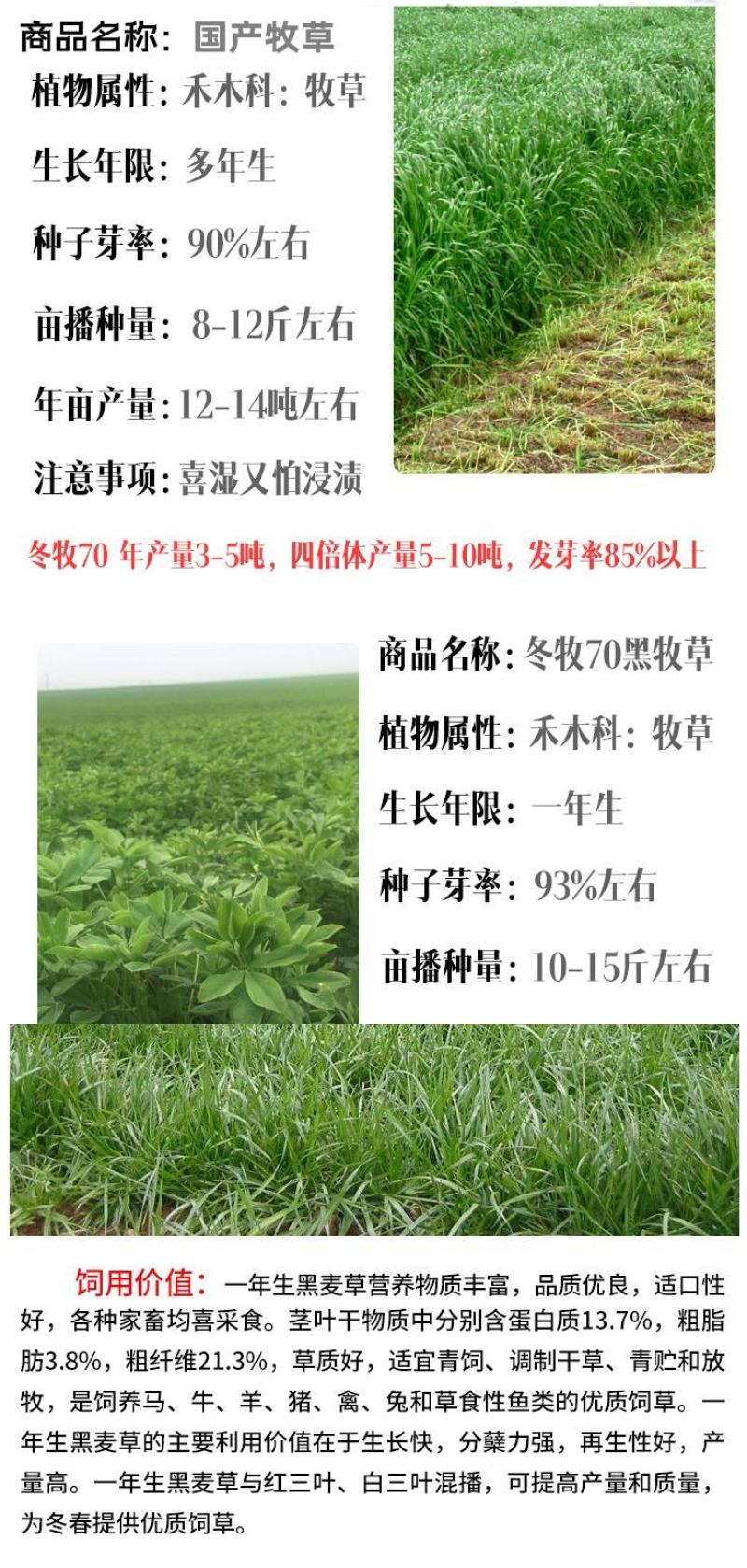 黑麦草种子多年生黑麦草养殖的好牧草营养价值高耐寒秋冬牧草