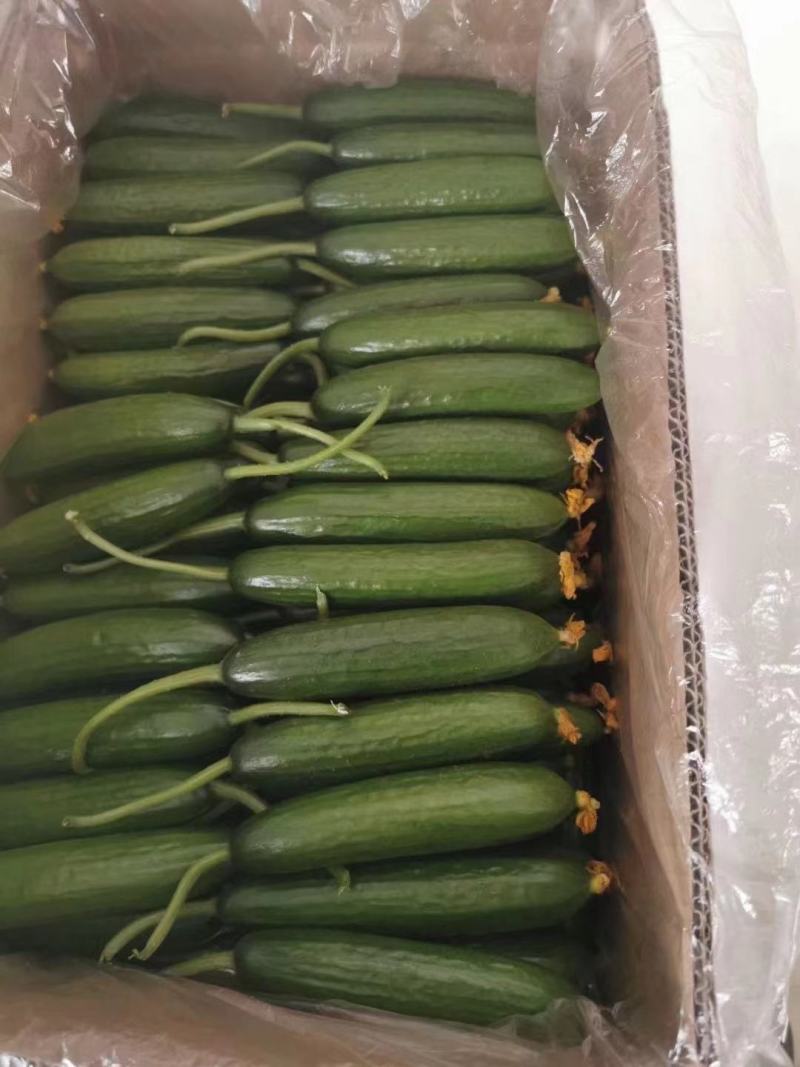 《实力》水果黄瓜河南人禾蔬菜常年供应水果黄瓜，对接商超