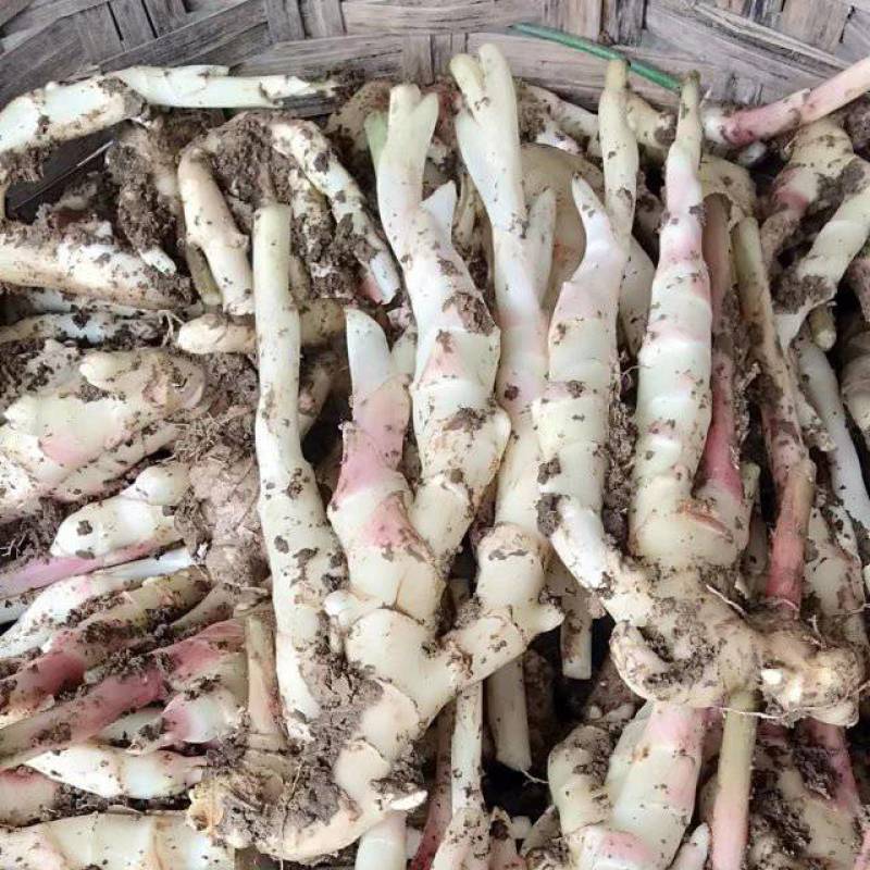 现挖子姜竹根姜销售中香辣脆