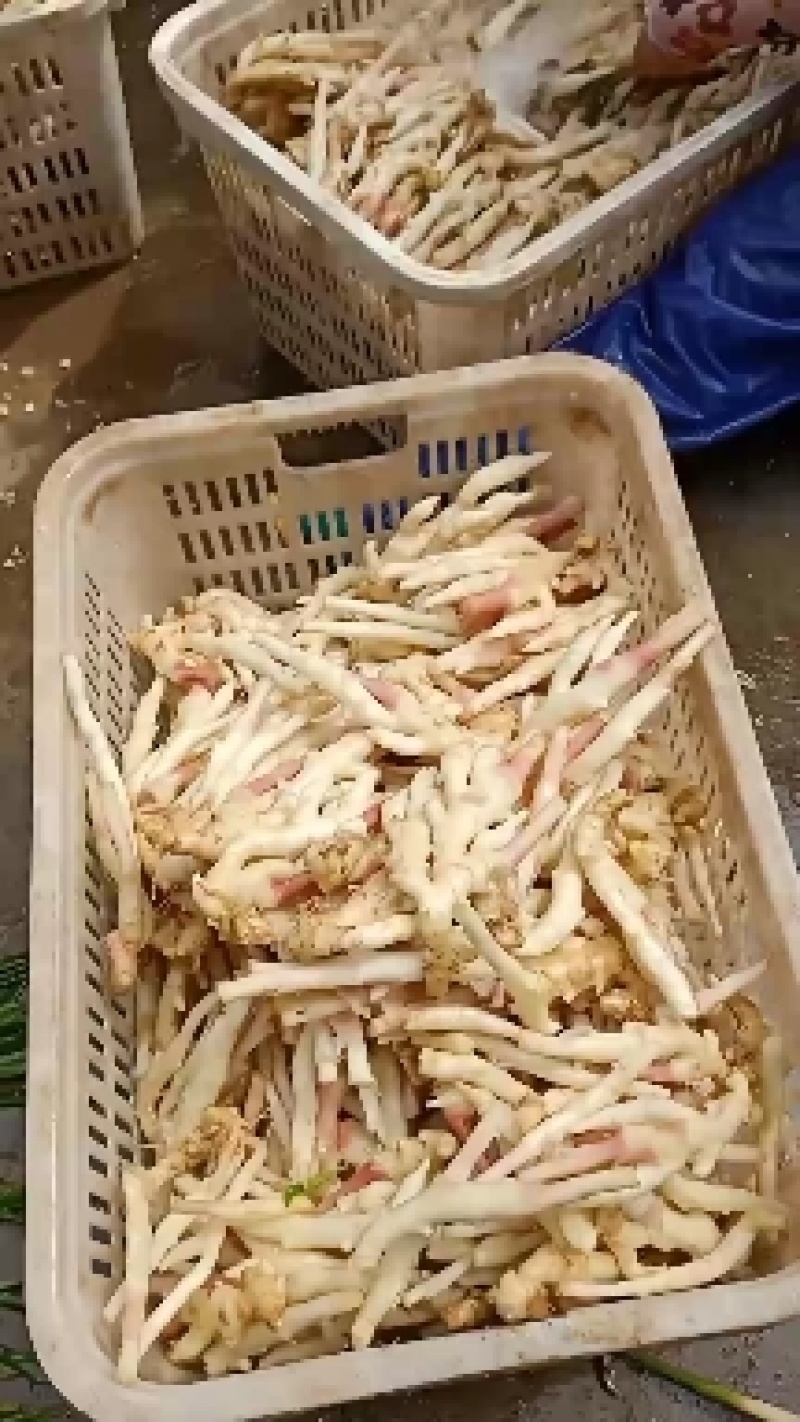 现挖子姜竹根姜销售中香辣脆