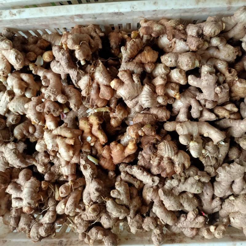 现挖子姜竹根姜销售中香辣脆